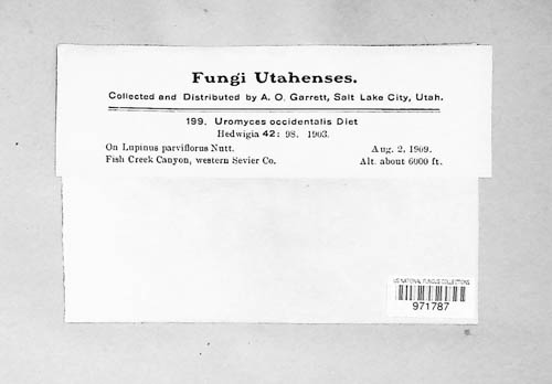Uromyces occidentalis image